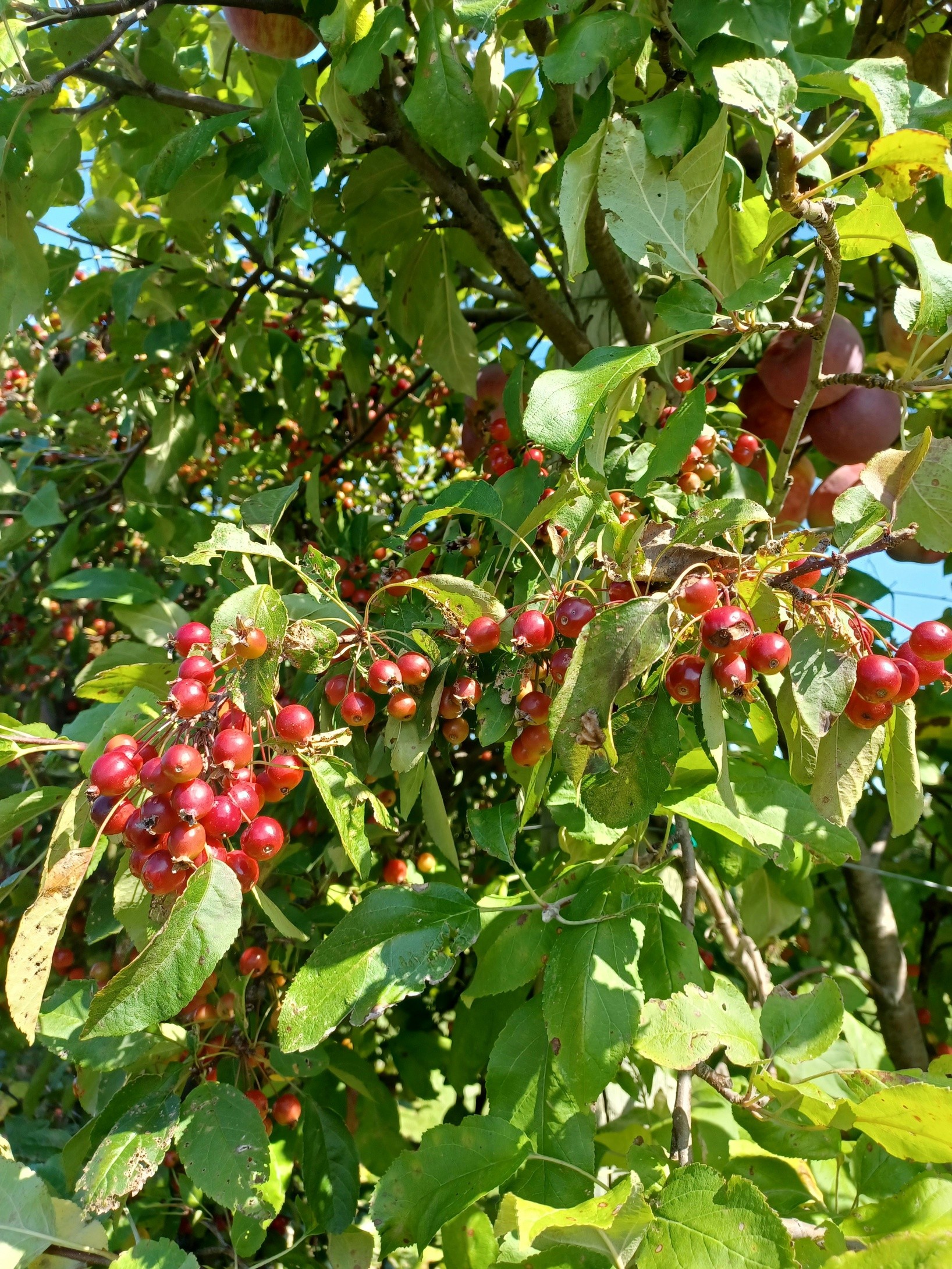 Photo 019