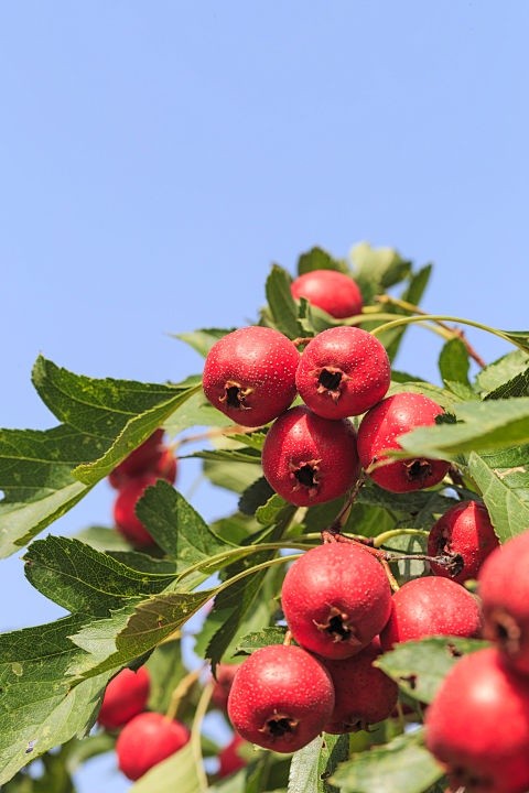 Photo 016